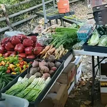 3D-7D Life Mental Coach Red Pill