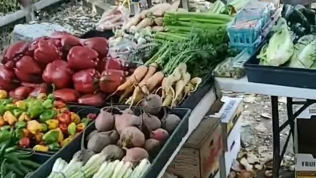 3D-7D Life Mental Coach Red Pill