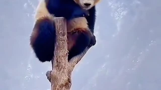 The more dangerous Xiong Bao is, the more he likes it.