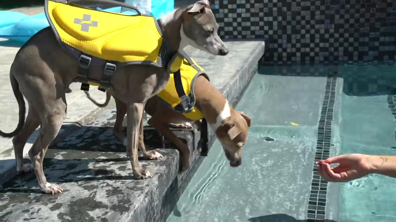 Teaching to my dogs how to swim