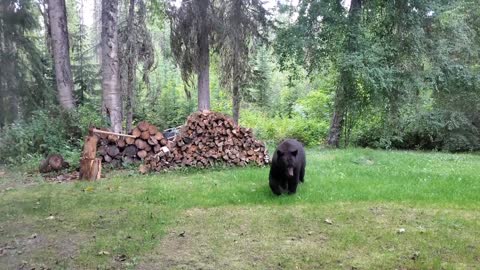 Bear Visits Workers on Work Site