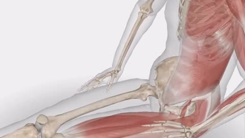 Longissimus thoracis active stretching