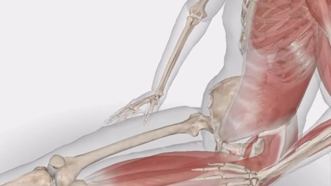 Longissimus thoracis active stretching