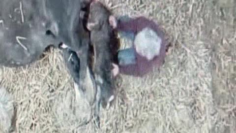 Birth of a Gypsy Vanner horse