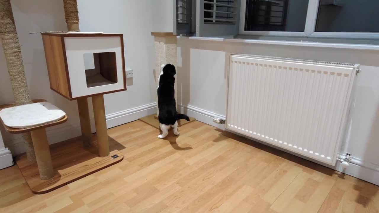 Cat Zoomies(4)
