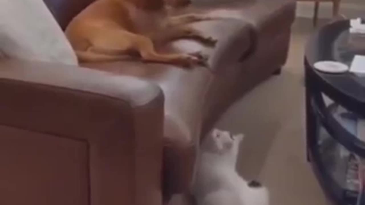 Cat molesting sleeping dog #shorts #viral #shortsvideo #video