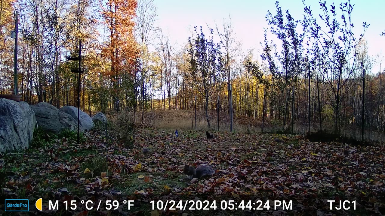 Birds, Squirrels on an Autumn Day