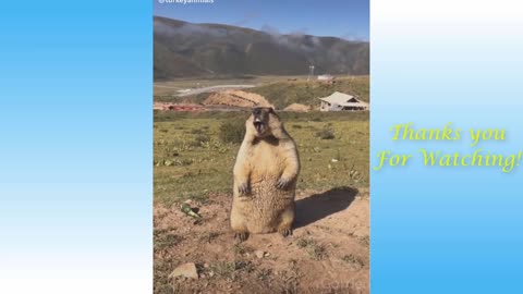 Cute Pets, Funny And Lovely Animals