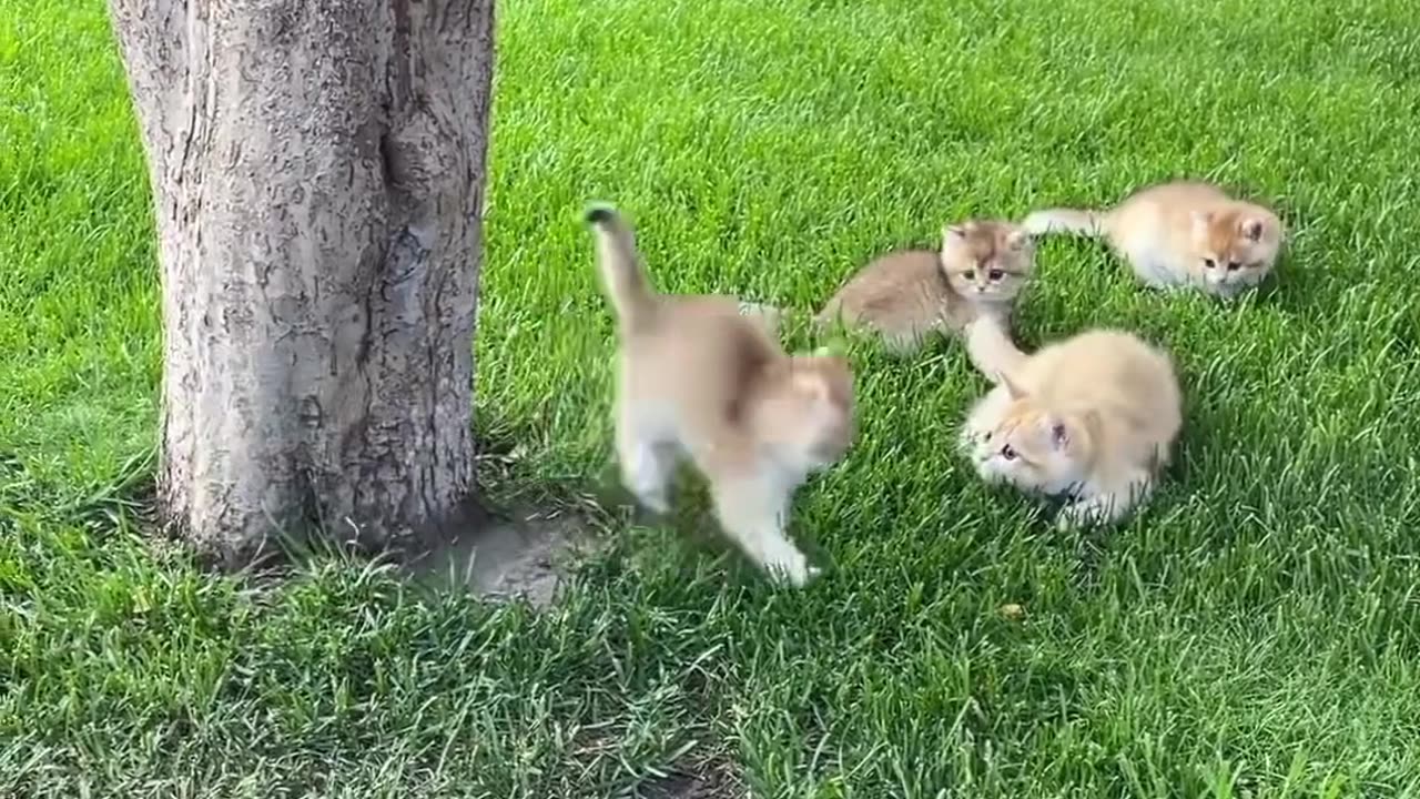 Kittens are playing pranks on each other in Garden 🐾🎴