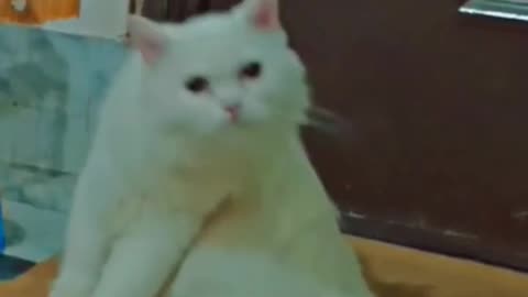 funny_cat_short_videos__Hello_animals