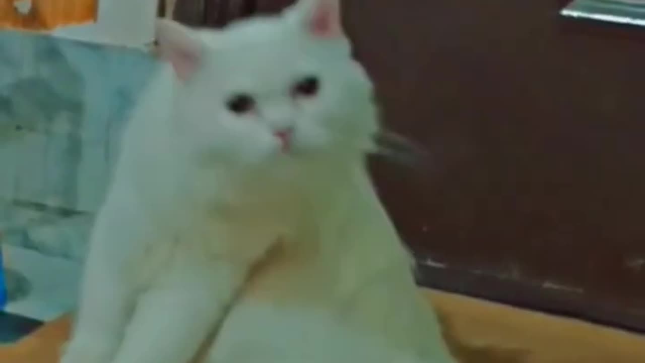 funny_cat_short_videos__Hello_animals