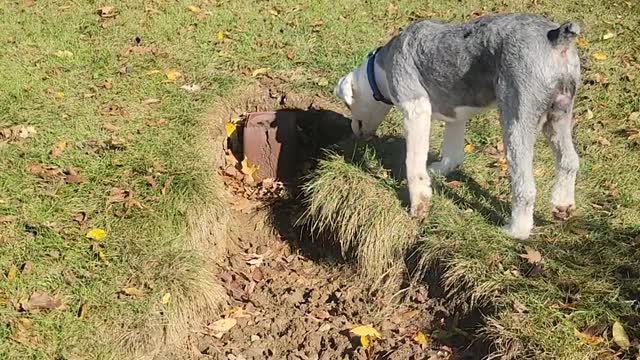 Bentley and Cooper run around pt. 3