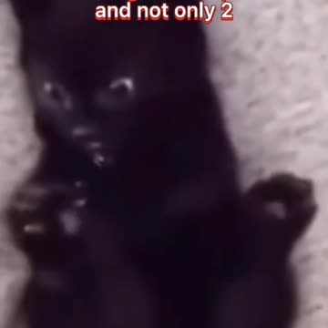 Cat realizes it has 4 paws for the first time