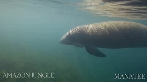 Amazon Manatee