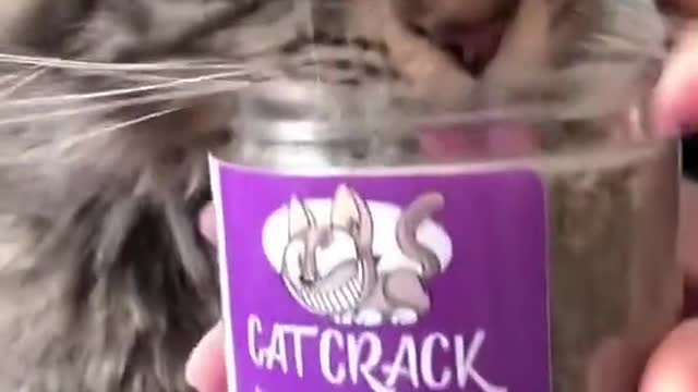 Crazy bout dat cat crack 🤯