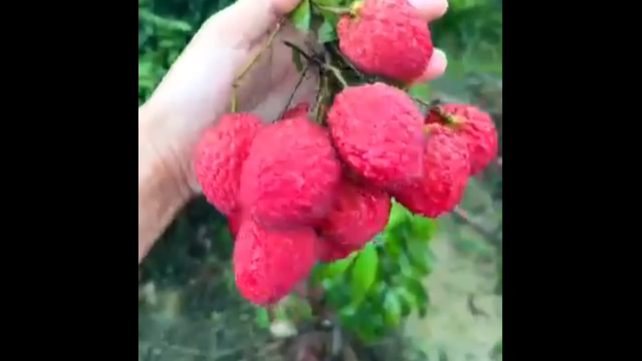 Litchi fruit satisfying season #fruitgarden