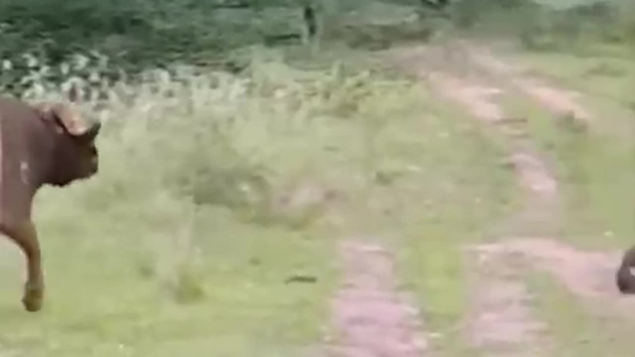 Wildlife animals