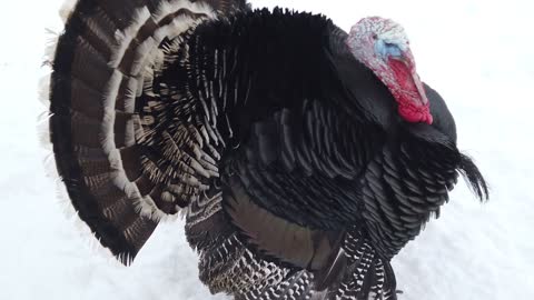 Black turkey