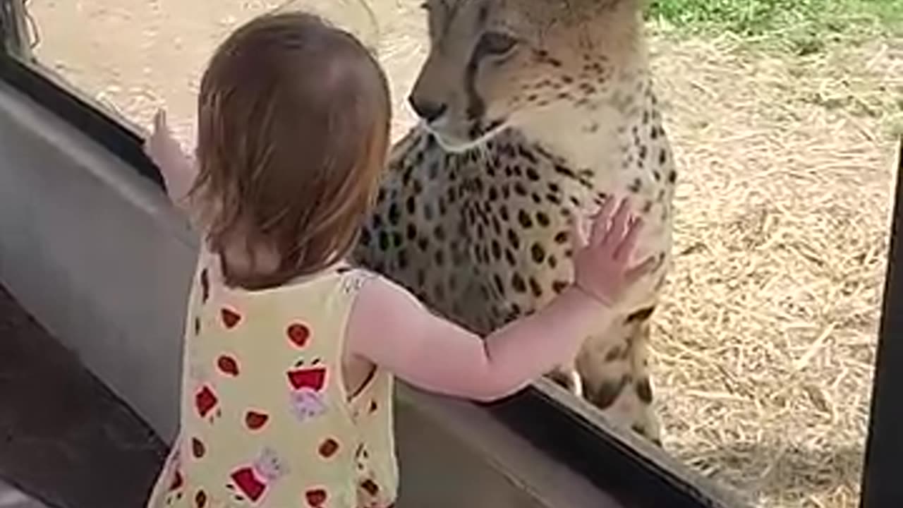 Little Girl Has Up-Close Encounter With Cheetah