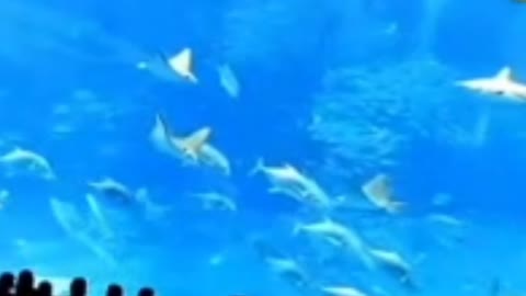 Poor Tuna