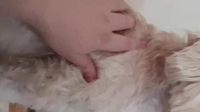 Snoopy gets some much needed love