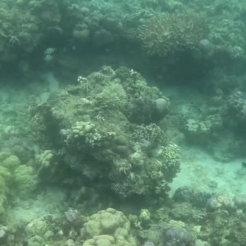 A Morning Snorkeling Adventure