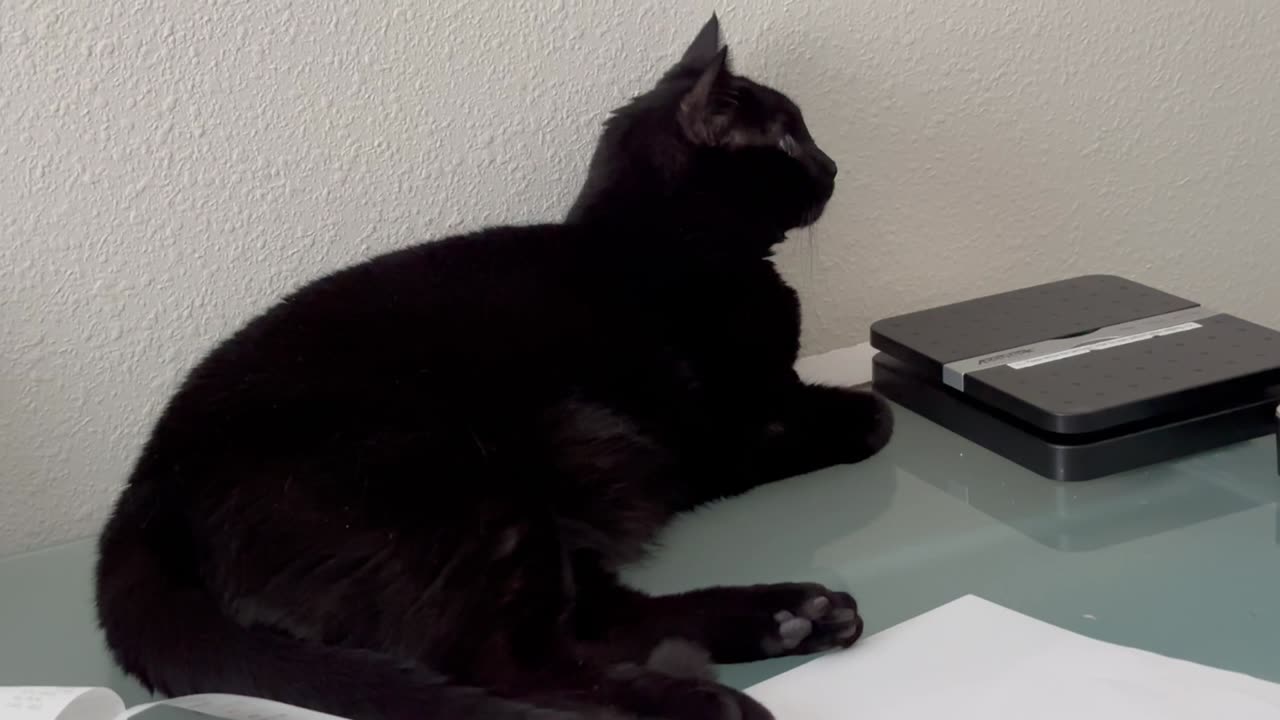 Adopting a Cat from a Shelter Vlog - Cute Precious Piper Watches an Office Presentation