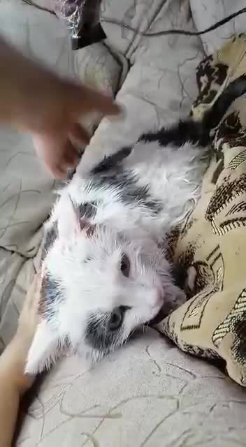 Our four-legged friends, offended by fate