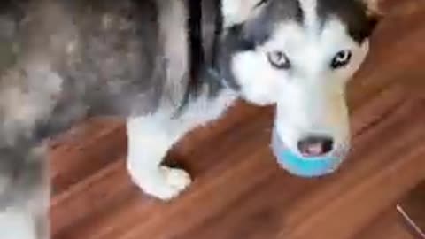 Why Huskies are the Weirdest Dogs