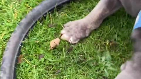 Dog Carries Tire