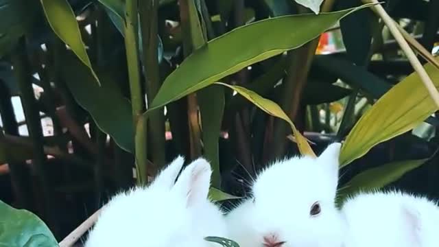 Lovely animals