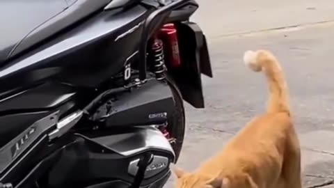 Cute Cats & Funny Cats 😍😍😅😅 #shorts #reels #cats #viral #mmvcats