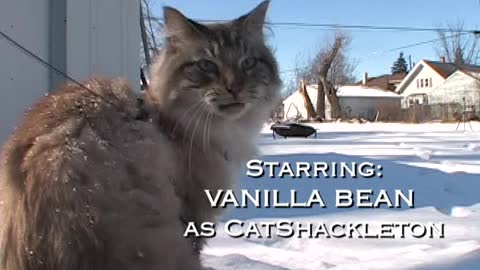 CatShackleton