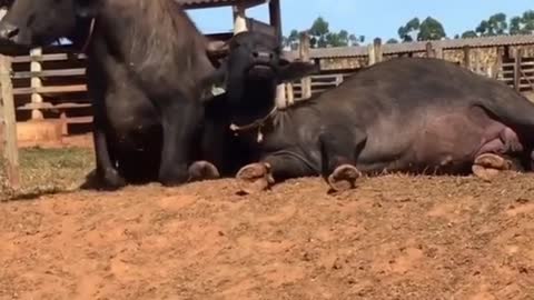 “Só mais 5 minutinhos” 🥱😅🐃