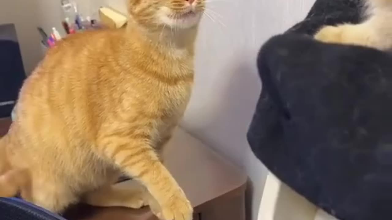 Funny cats video