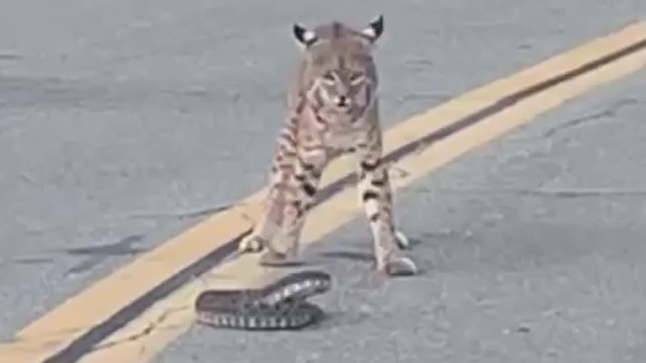 Bobcat vs rattles My customer shared this video #cat #snake