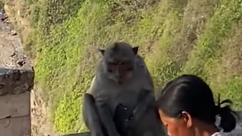 Smart Monkeys