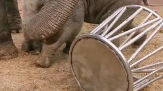 baby elephants