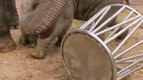 baby elephants