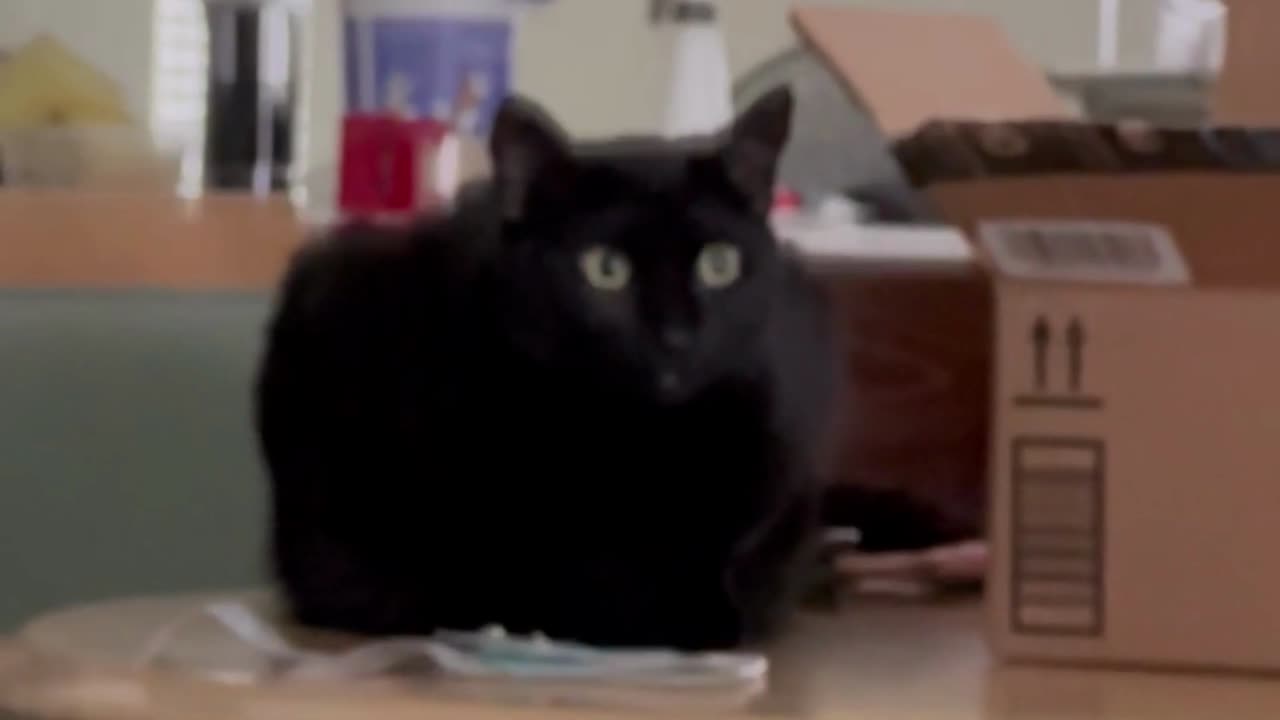 Adopting a Cat from a Shelter Vlog - Cute Precious Piper is a Relaxed Table Loaf