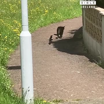 Stealthy Magpie Stalks Street Cat