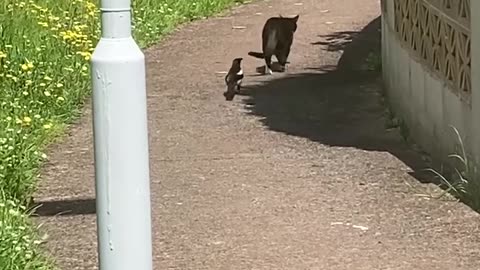 Stealthy Magpie Stalks Street Cat