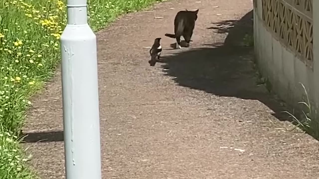 Stealthy Magpie Stalks Street Cat