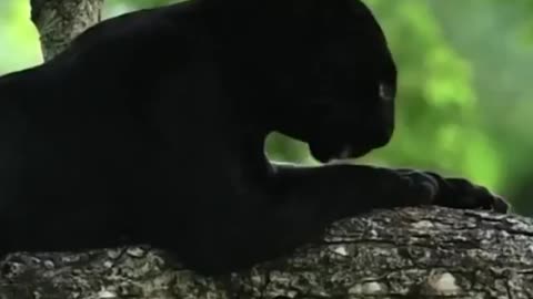 Panther