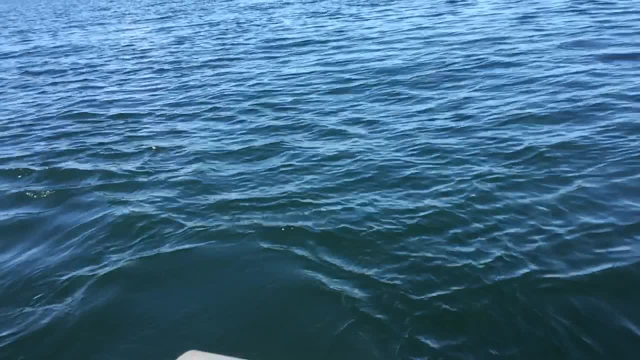 Orcas Pay A Solo Boater a Visit