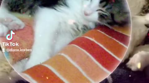 Just my cat