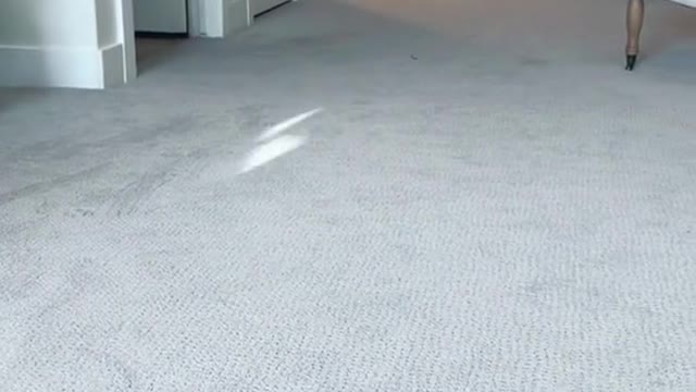 His fav thing 🤣 chasing the reflections of our phones