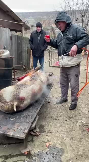 La prelucrat purceaua, și un pahar de vin buuuun de tot