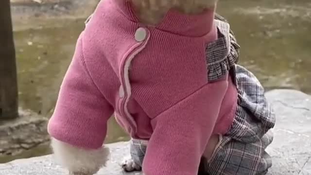 Cute puppy funny video