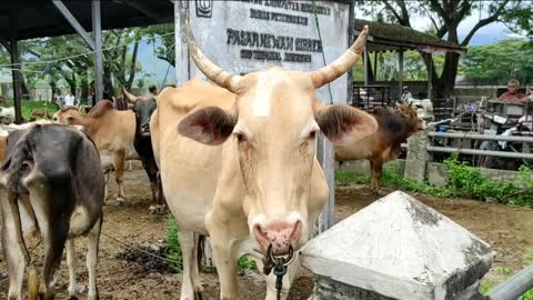 angry cow ! Sapi Lucu, Sapi Warna Warni, Lembu Jinak Bertanduk Unik di Pasar Hew